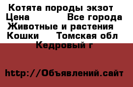 Котята породы экзот › Цена ­ 7 000 - Все города Животные и растения » Кошки   . Томская обл.,Кедровый г.